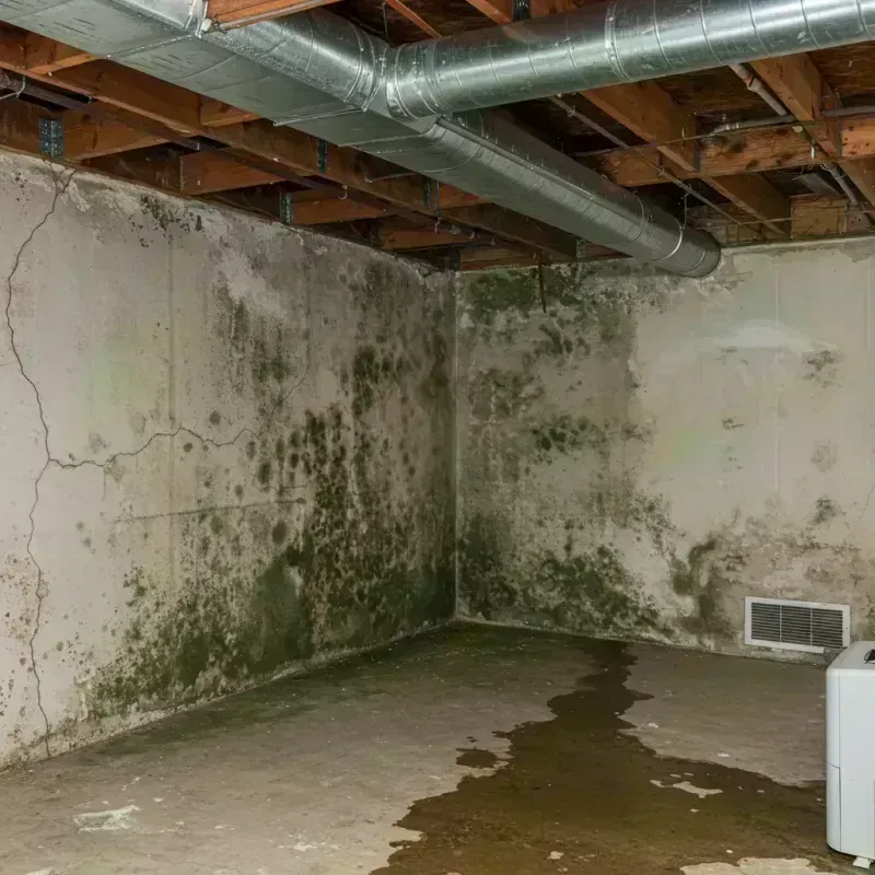 Professional Mold Removal in Bethlehem, WV